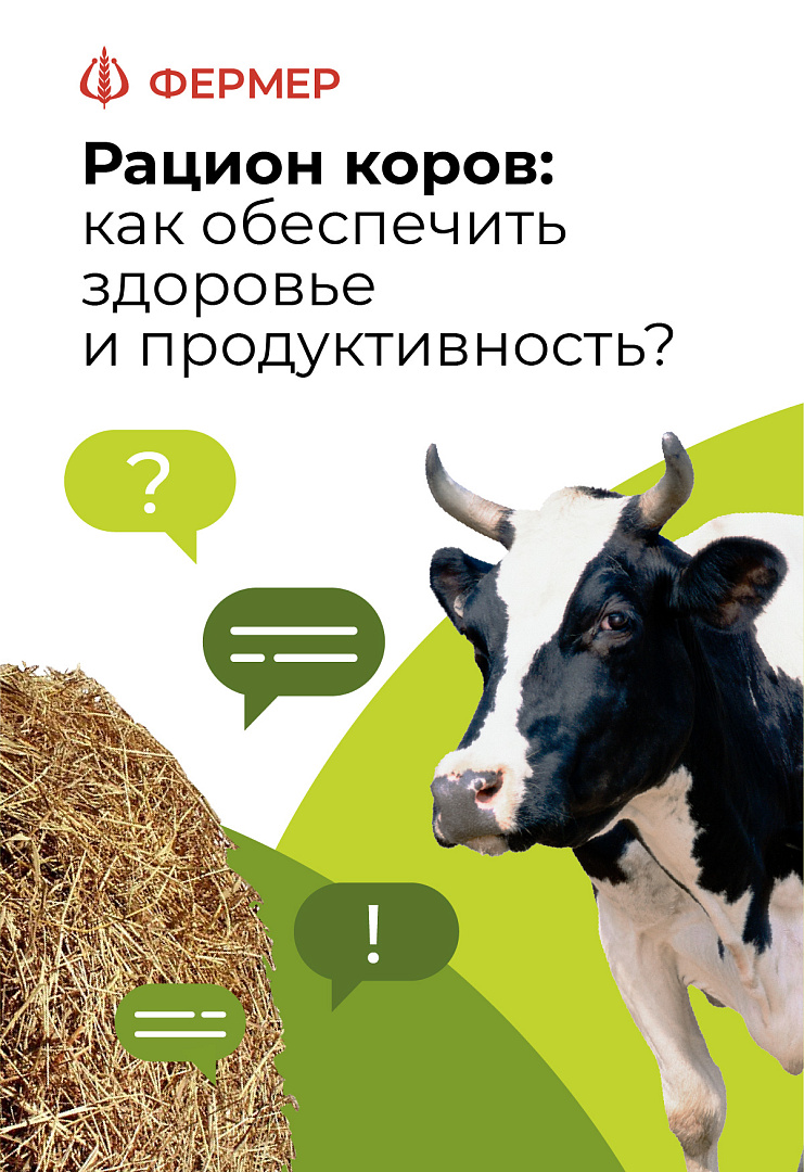 Рацион коров: как обеспечить здоровье и продуктивность?