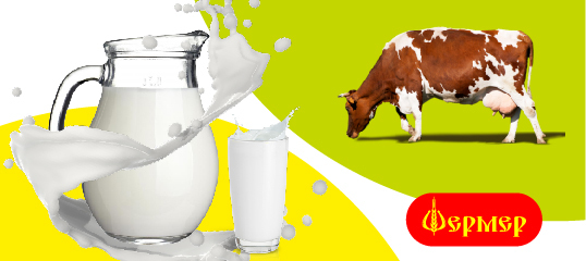 Как приучить корову к доильному аппарату?