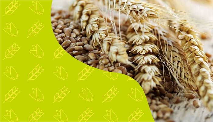Основные способы приготовления зерновых кормов на фермерских хозяйствах