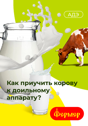 Как приучить корову к доильному аппарату?